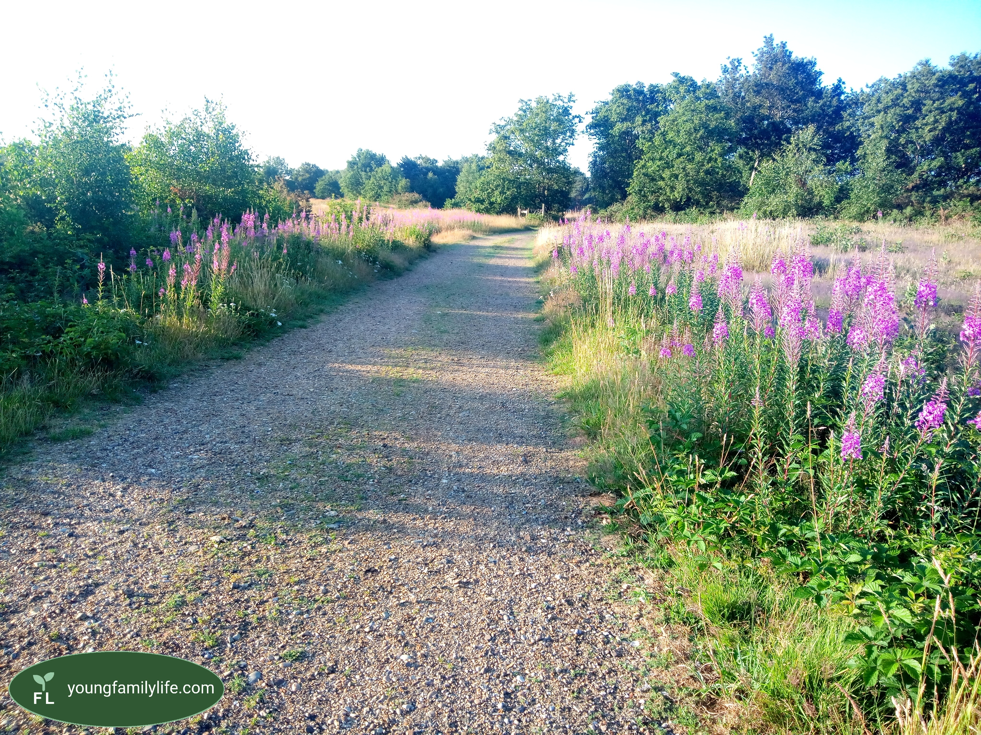 Gravel path across Outney Common lined with flowering Rosebay Willowherb (Fireweed) in full bloom, taken in a previous, wetter summer