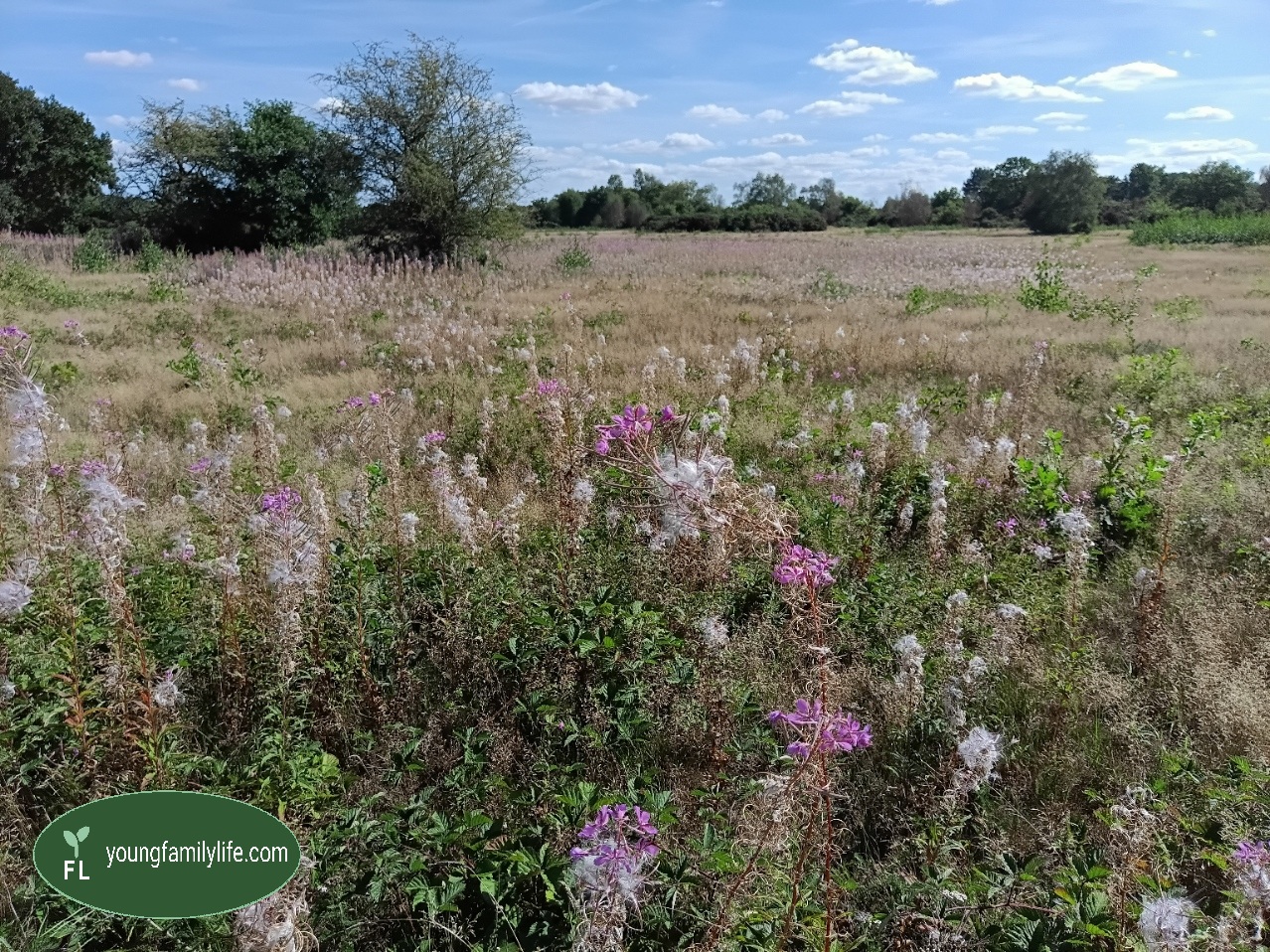 The same stretch of Outney Common in early September, with browned grass and Rosebay Willowherb gone to seed after the dry August