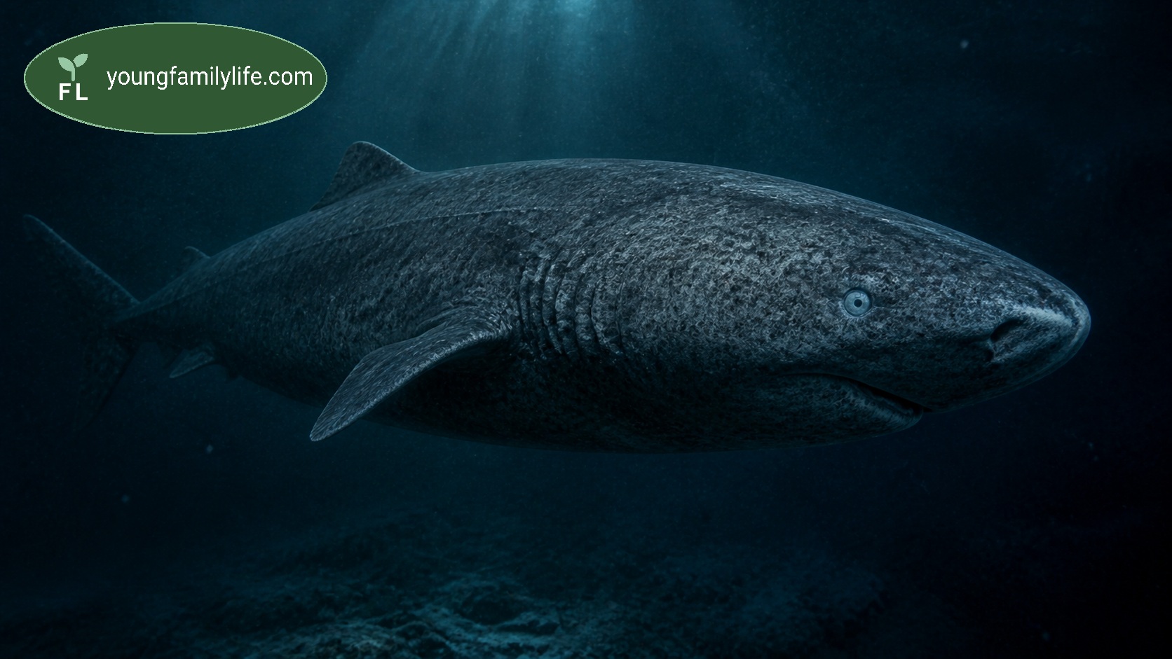 Illustration comparing a Greenland shark and a sauropod dinosaur skeleton, both examples of unexpected longevity.