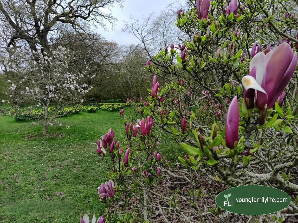 Magnolia buds and daffodils in bloom at Kew Gardens, April 2026